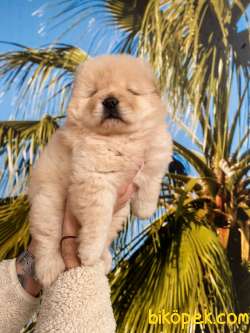 CHOW CHOW YAVRULARI 2