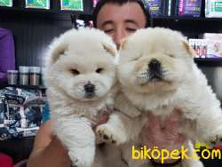 Chow Chow Yavruları 4