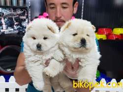 Chow Chow Yavruları 5