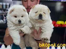 Chow Chow Yavruları 2