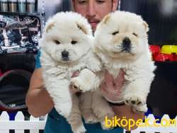 Chow Chow Yavruları 3