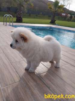 Chow Chow Yavruları Safkan 2