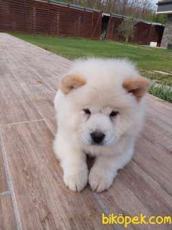 Chow Chow Yavruları Safkan 5