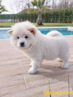 Chow Chow Yavruları Safkan