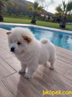 Chow Chow Yavruları Safkan 2