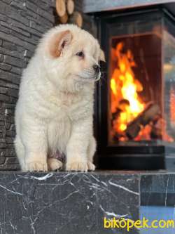 Chow Chow Yavruları Safkan 4