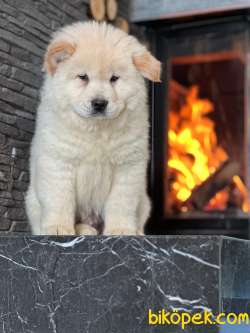 Chow Chow Yavruları Safkan 2