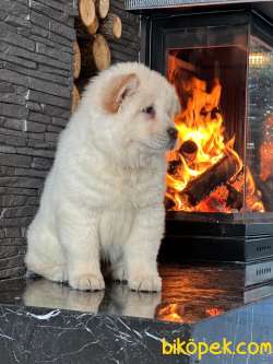 Chow Chow Yavruları Safkan 3