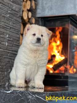 Chow Chow Yavruları Safkan