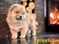 Chow Chow Yavruları Safkan 3