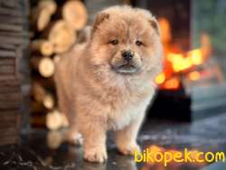 Chow Chow Yavruları Safkan