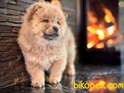 Chow Chow Yavruları Safkan 2