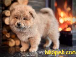 Chow Chow Yavruları Safkan 4