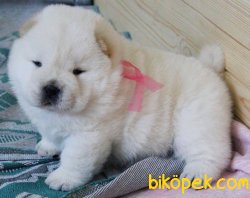 Chow Chow Yavruları ( Tüm Renkler Mevcuttur ) 2