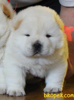 Chow Chow Yavruları ( Tüm Renkler Mevcuttur ) 3