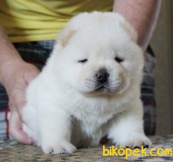 Chow Chow Yavruları ( Tüm Renkler Mevcuttur ) 1