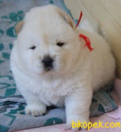 Chow Chow Yavruları ( Tüm Renkler Mevcuttur ) 4