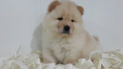 CHOW CHOW YAVRULARIMIZ 2