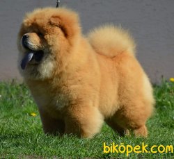 CHOW CHOW YAVRULARIMIZ 1