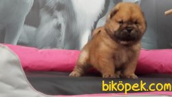 CHOW CHOW YAVRULARIMIZ 4