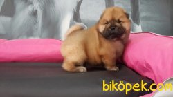 CHOW CHOW YAVRULARIMIZ 2