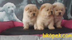 CHOW CHOW YAVRULARIMIZ 4