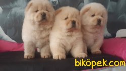 CHOW CHOW YAVRULARIMIZ 1