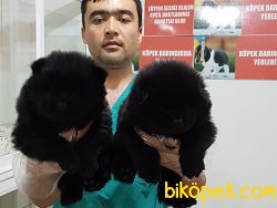 CHOW CHOW YAVRULARIMIZ 3