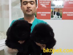 CHOW CHOW YAVRULARIMIZ 4