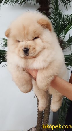 CHOW CHOW YAVRULARIMIZ 2