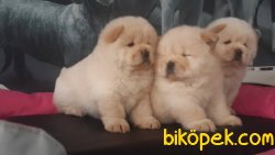 CHOW CHOW YAVRULARIMIZ 1