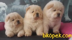 CHOW CHOW YAVRULARIMIZ 3