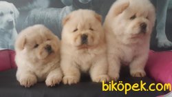 CHOW CHOW YAVRULARIMIZ 4