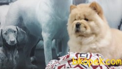 CHOW CHOW YAVRULARIMIZ 2
