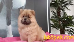 CHOW CHOW YAVRULARIMIZ 3