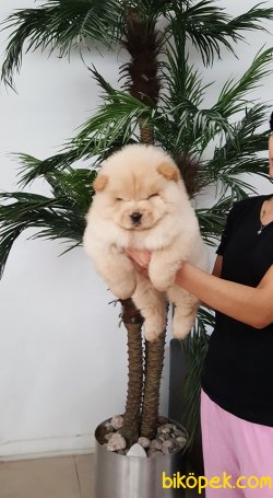 CHOW CHOW YAVRULARIMIZ 4