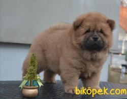 Chow Chow Yavrularımız 4