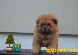 Chow Chow Yavrularımız 2
