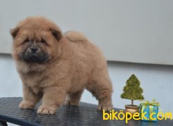 Chow Chow Yavrularımız 3