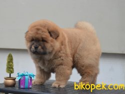 Chow Chow Yavrularımız 1