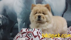 CHOW CHOW YAVRULARIMIZ 2