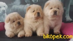 CHOW CHOW YAVRULARIMIZ 4