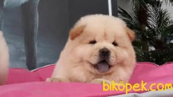CHOW CHOW YAVRULARIMIZ 5