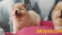 CHOW CHOW YAVRULARIMIZ 3