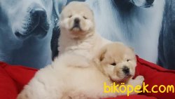Chow Chow Yavrularimiz 1