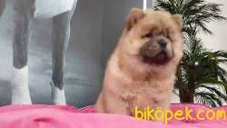 CHOW CHOW YAVRULARIMIZ 2