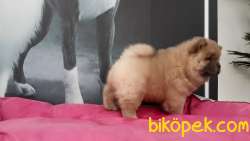 CHOW CHOW YAVRULARIMIZ 3
