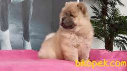 CHOW CHOW YAVRULARIMIZ 1