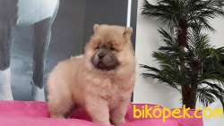CHOW CHOW YAVRULARIMIZ 5