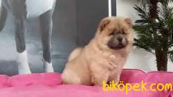 CHOW CHOW YAVRULARIMIZ 4